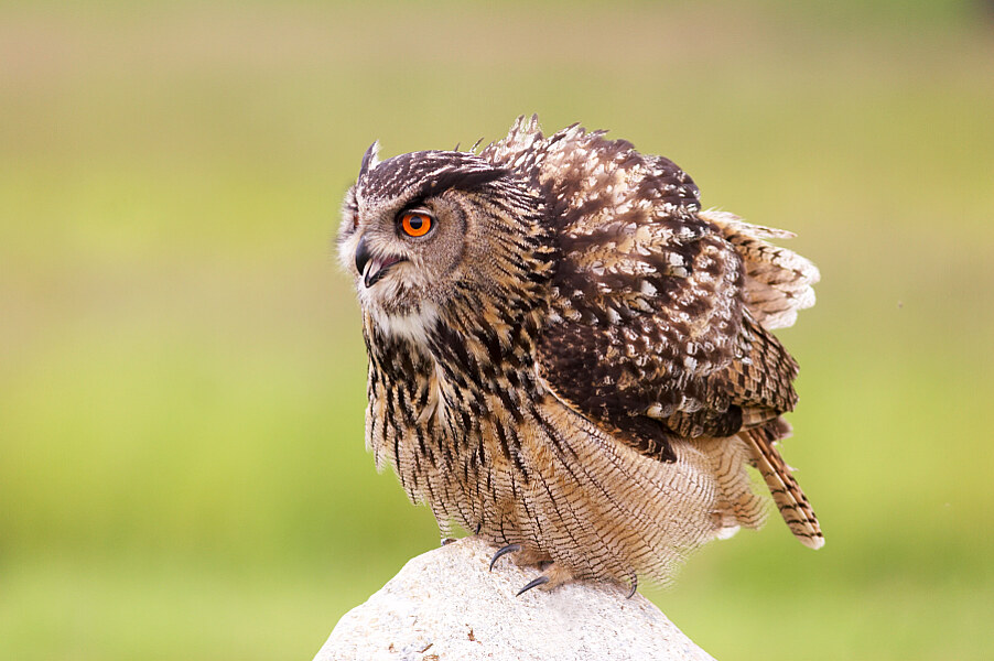 Tierfotografie uhu