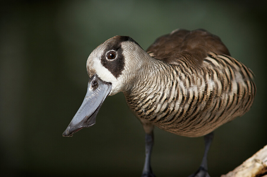 Tierfotografie Vogel