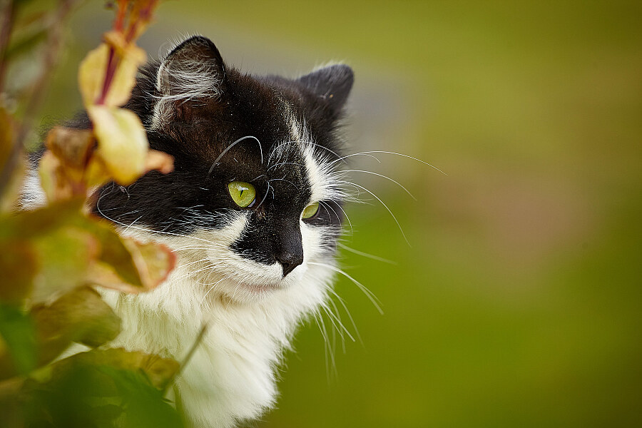 Tierfotografie Katze