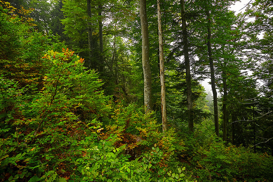 Landschaftsfoto Berge &  Wald