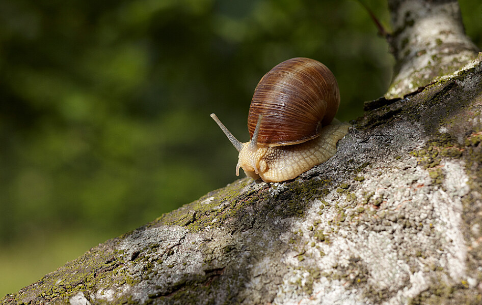 Tierfotografie Schnecke