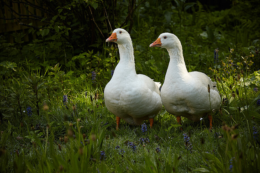 Tierfotografie Gänse