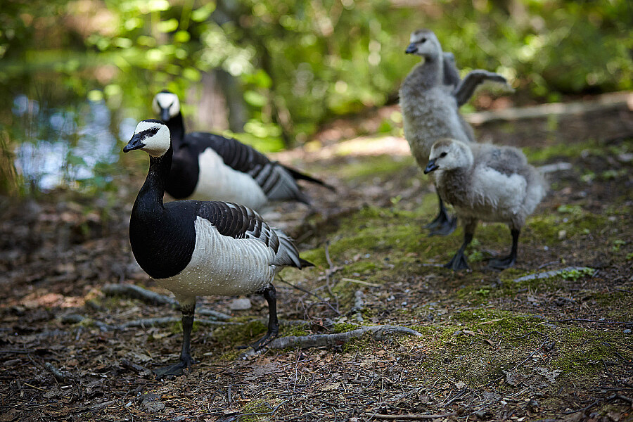Tierfotografie Enten